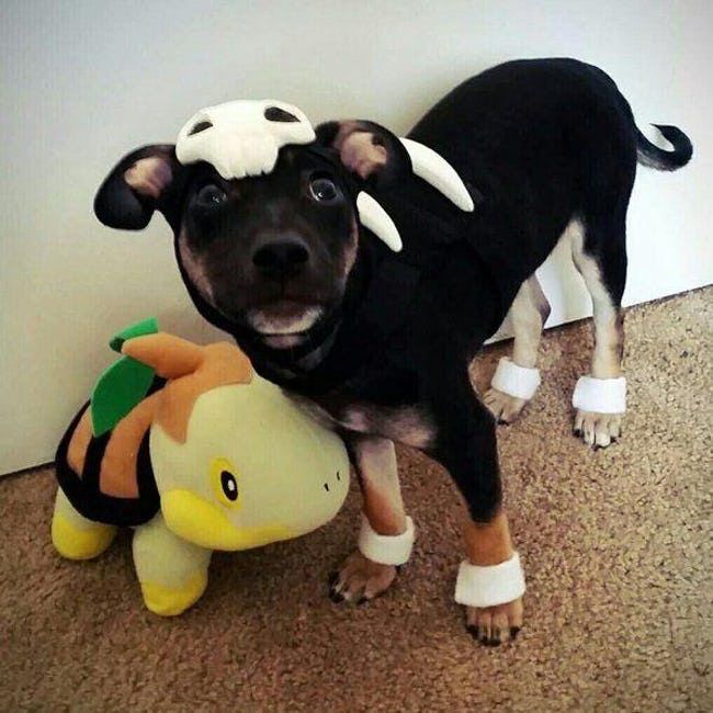 Houndour With Images Puppy Halloween Costumes Dog Halloween