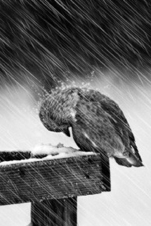 Toughing out a heavy winter in sweden • photo mikael sundberg on 500px Toughing out a heavy winter in sweden • photo mikael sundberg on 500px