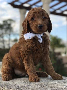Goldendoodle Puppy For Sale In Lakeland Fl Adn 64023 On