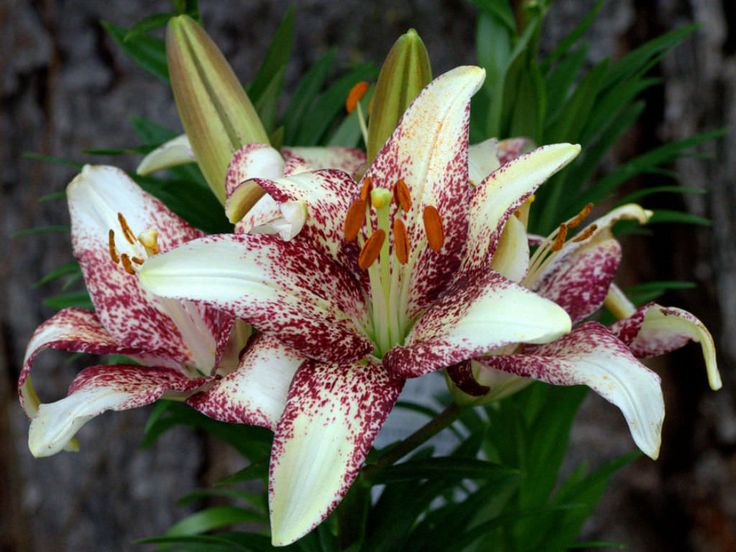 Tribal Tattoo Asiatic Lily Blend Spring flowering bulbs, Asiatic lilies, Spring