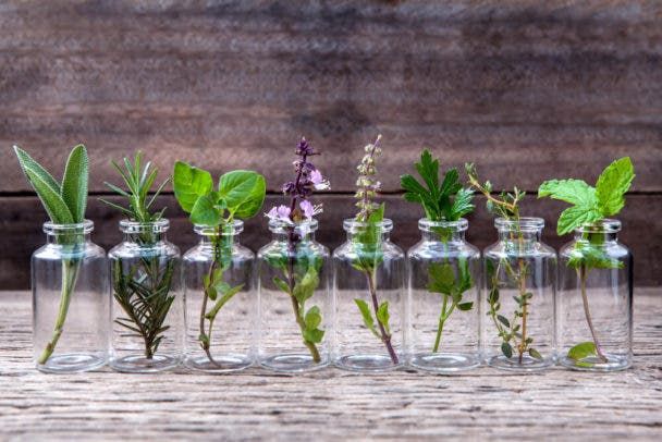 10 Hierbas Aromáticas Que Puede Cultivar En Casa Usando Sólo Agua Plantas En Agua Plantas Aromaticas De Interior Cultivo De Plantas