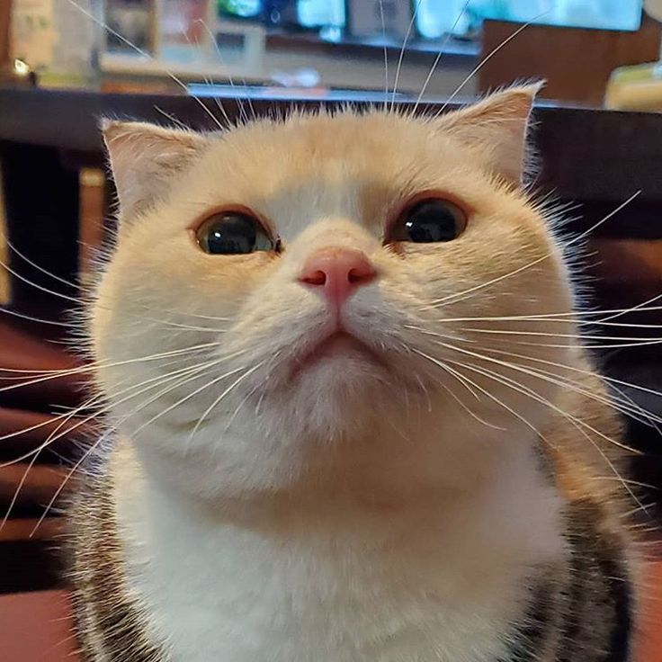 プッチョさんはinstagramを利用しています まったり ミンミ ちっちゃい 猫耳 こうばこずわり まったり おひげ かわいい 香箱座り ねこのいる生活 ペコねこ部 こ部 あしながまんちかん マンチカン まん丸顔 Kawaii Cute 垂れ耳マンチカン ねこのいる暮らし プッチョさんはinstagramを利用しています まったり ミンミ ちっちゃい 猫耳 こうばこずわり まったり おひげ かわいい 香箱座り ねこのいる生活 ペコねこ部 こ部 あしながまんちかん マンチカン まん丸顔 Kawaii Cute 垂れ耳マンチカン ねこのいる暮らし