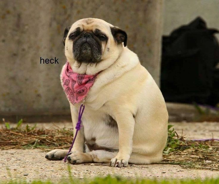 37 best bork bork images on pinterest dankest memes, funny animals 206d92d92d70a9d00a53d9f1c3d32406 lol funny funny humor 37 best bork bork images on pinterest dankest memes, funny animals