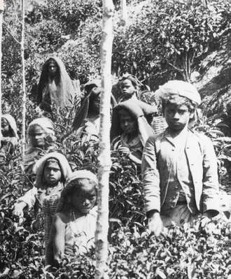 Coolie children plucking tea, Ceylon, 1903