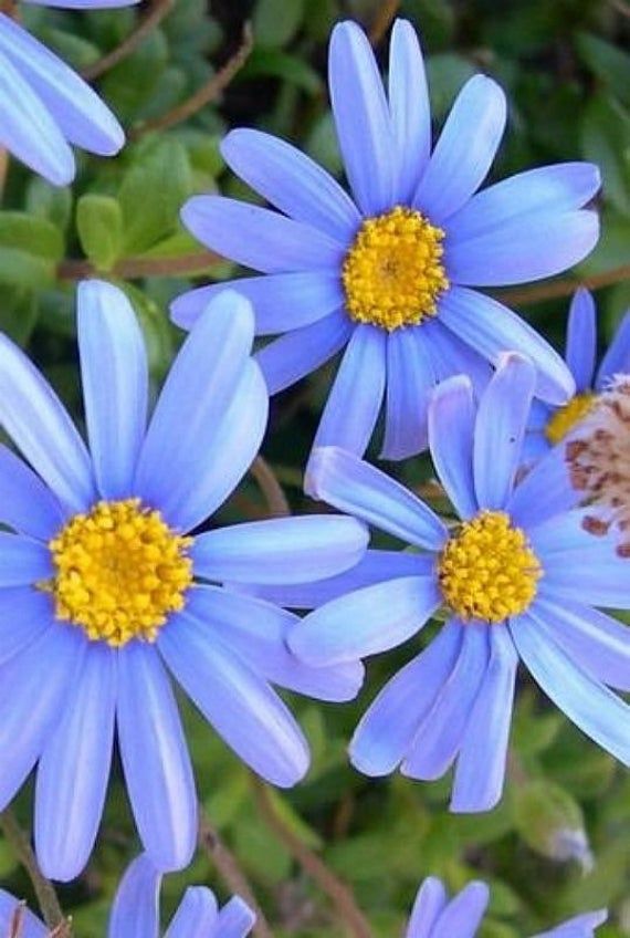 30 Seeds Blues Blue Daisy Felicia Heterophylla Blue In 21 Plants Amazing Flowers Blue Daisy 30 Seeds Blues Blue Daisy Felicia Heterophylla Blue In 21 Plants Amazing Flowers Blue Daisy