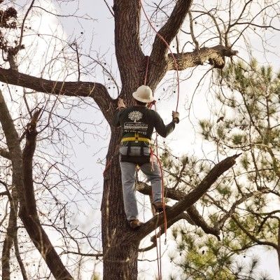 jay s tree service landscaping our crew will complete any tree trimming service with the top priority of safety in mind 11 best crew in action images on pinterest action group jay s tree service landscaping our crew will complete any tree trimming service with the top priority of safety in mind 11 best crew in action images on pinterest action group
