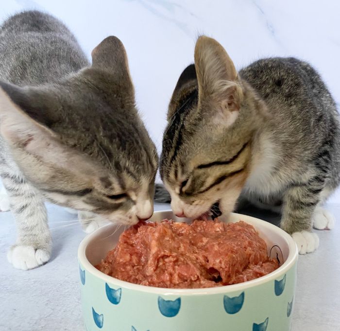 Two Cats Are Eating Out Of A Bowl two-cats-are-eating-out-of-a-bowl