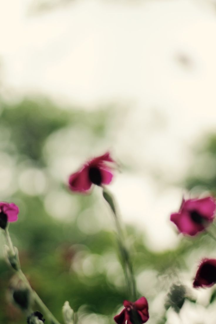 Inez Steffan In Field Of Flowers Hentai valeera sanguinar