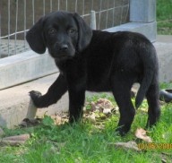 labbe puppies 25 best pet therapy images on animals puppies labbe puppies 25 best pet therapy images on animals puppies