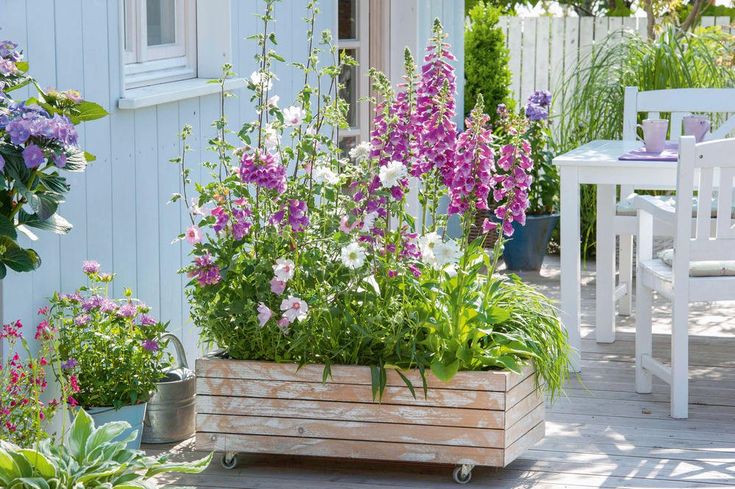 Bienenfreundliche Pflanzen Für Balkon Und Garten Damit es summt und brummt: Bienenfreundliche Balkonblumen | Balkon