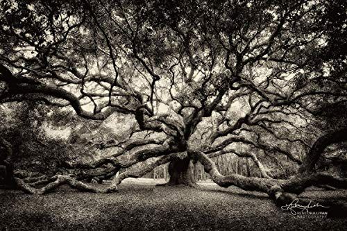 Angel Oak Tree/Charleston SC/CANVAS or METAL Ready-to-Hang/Sepia/Fine Art Nature Photography/Small to Extra Large Wall Art/ 7x5 to 72x48 inches Angel Oak Tree/Charleston SC/CANVAS or METAL Ready-to-Hang/Sepia/Fine Art Nature Photography/Small to Extra Large Wall Art/ 7x5 to 72x48 inches