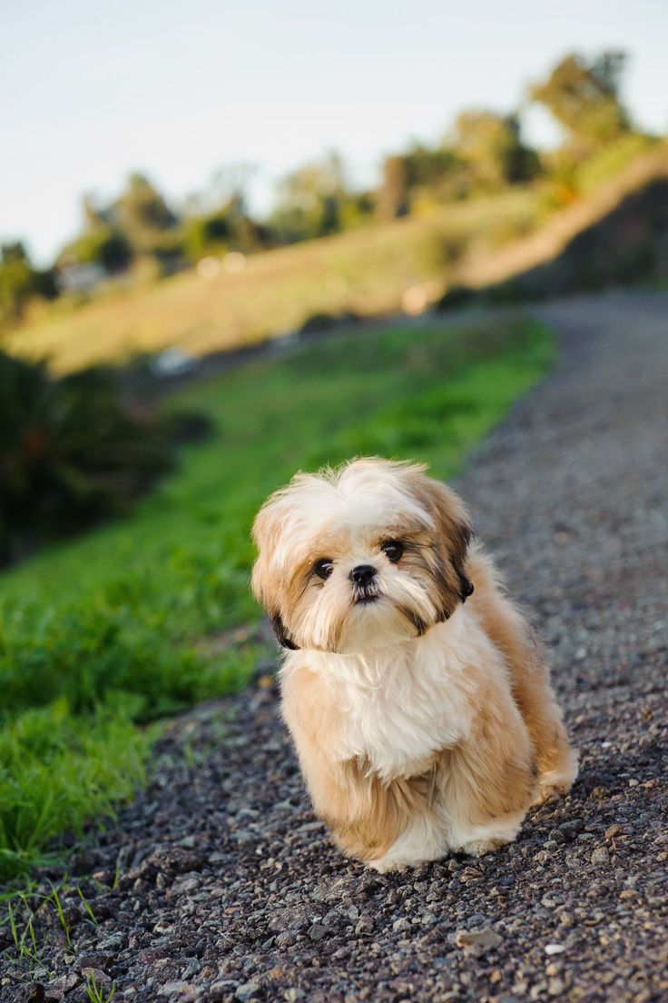 Can You Be Allergic To Dog Slobber Can You Be Allergic To Dog Slobber