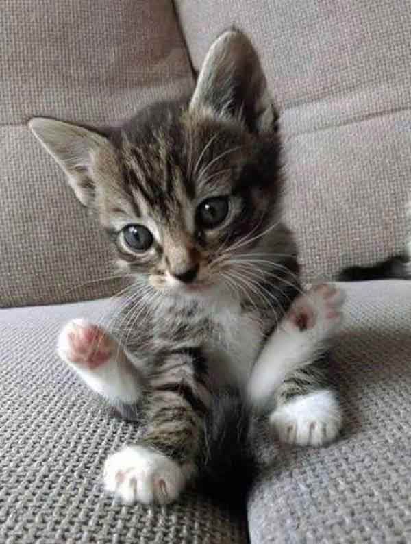 What a cutie patootie !! #kittens #cats #cuteanimals #kitty What a cutie patootie !! #kittens #cats #cuteanimals #kitty