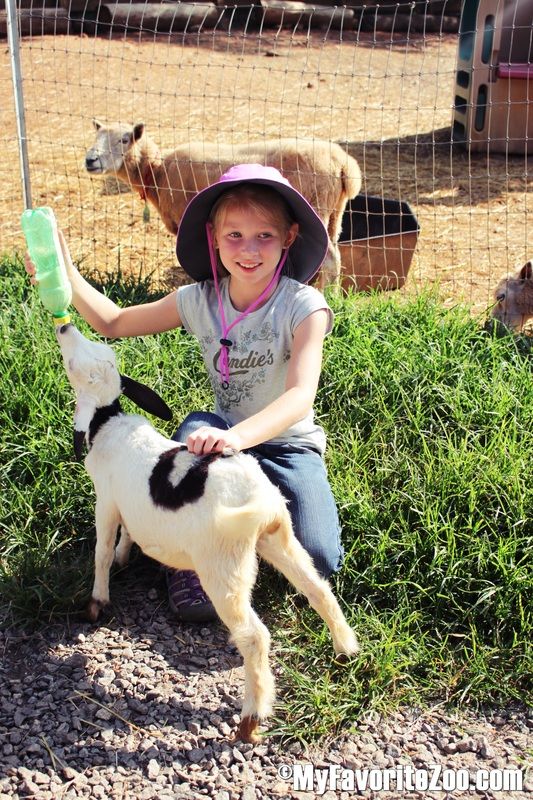 My Farm Zoo My Farm Zoo