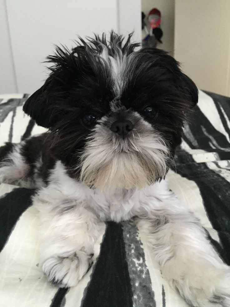 shih tzu play the 25 best shih tzu ideas on shih tzu puppy shih tzu and shitzu puppies shih tzu play the 25 best shih tzu ideas on shih tzu puppy shih tzu and shitzu puppies