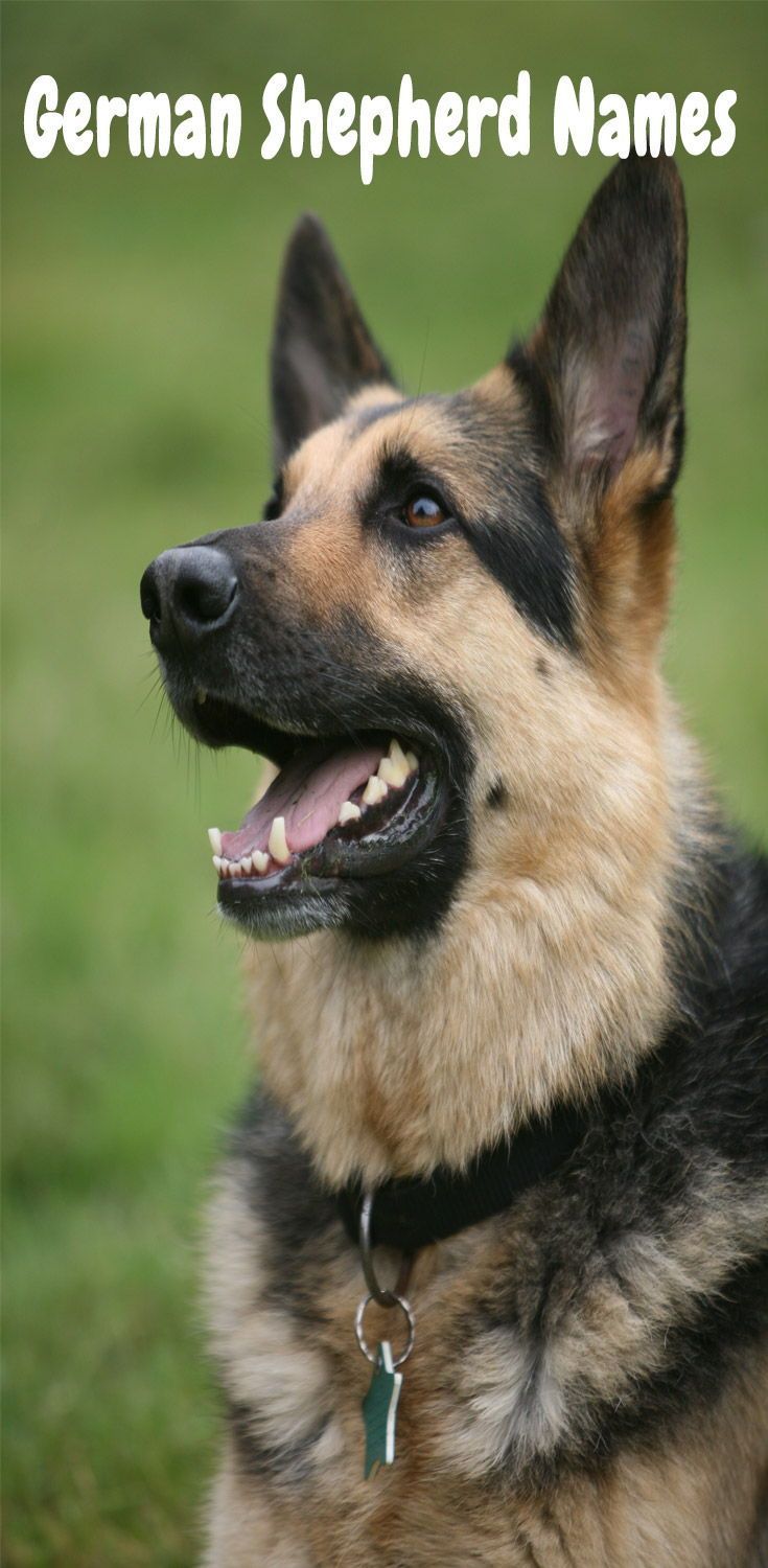 The Most Popular German Shepherd Names Of 2019 Best Dog Names