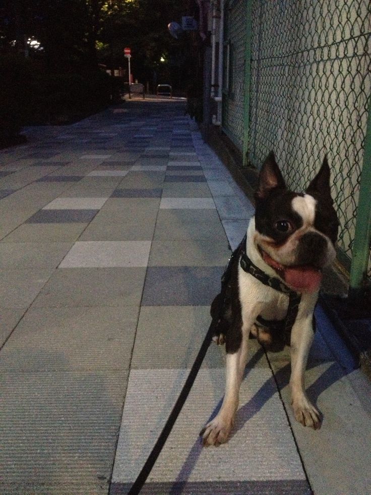熱中症がこわいから お水かけながらお散歩 泥だらけ 笑 Bostonterrier He Is Rashio ボストンテリア ボストンテリア お水 こわい 熱中症がこわいから お水かけながらお散歩 泥だらけ 笑 Bostonterrier He Is Rashio ボストンテリア ボストンテリア お水 こわい