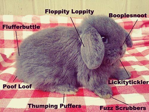 Pin on cute animals
