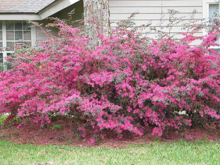 78 Best Spring Shrubs Bushes Images On Pinterest Loropetalum Or Chinese Fringe Flower My Favorite Landscaping Shrub Has Lovely Pink Flowers