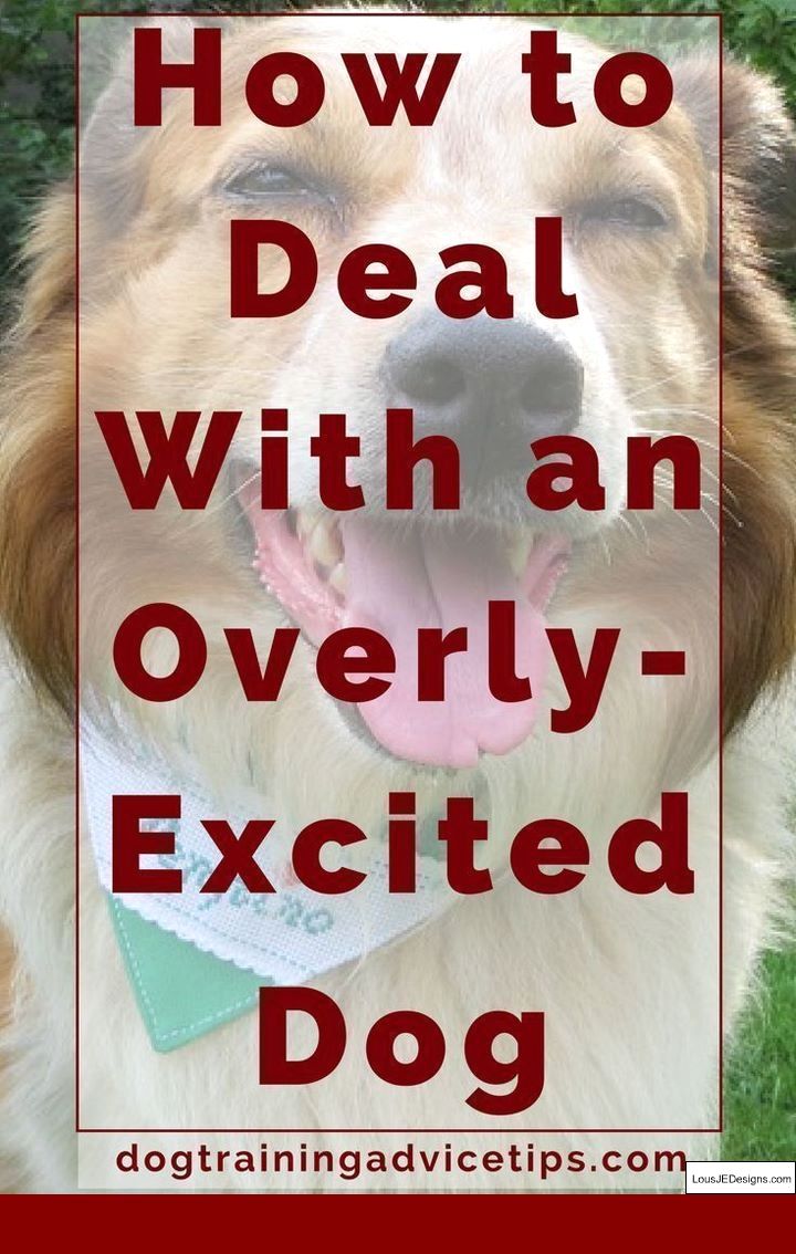 How To Train Dog To Stop Barking For Attention And Pics Of Dog