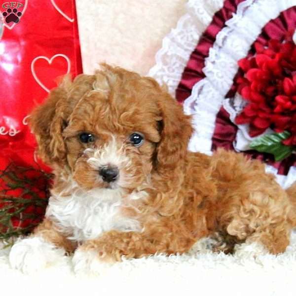 havapoo puppies california best 25 havapoo puppies ideas on cavoodle cocker poodle and cavapoo havapoo puppies california best 25 havapoo puppies ideas on cavoodle cocker poodle and cavapoo