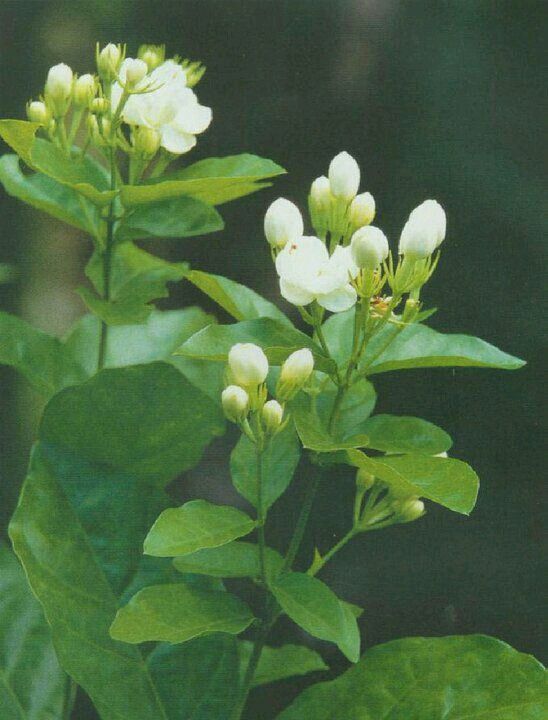 Pin By Flowers In Heart On Jasmine စ ပယ ပန လ