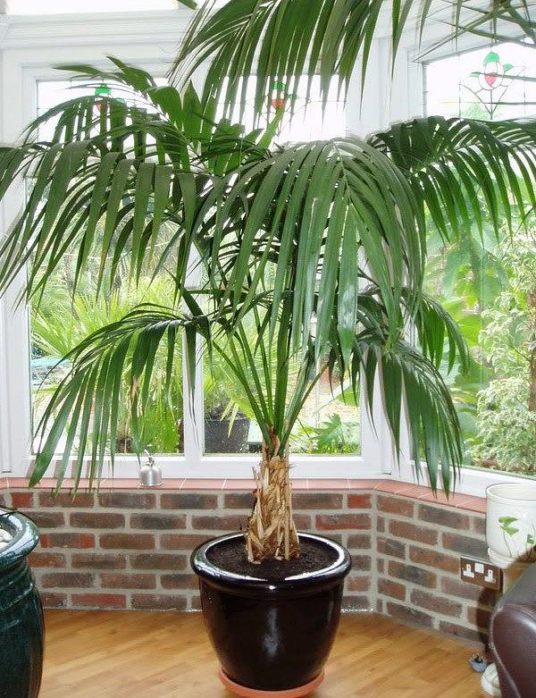 Soins des plantes d'intérieur au palmier Kentia