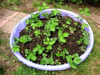 13 best Kid Pool Gardens images on Pinterest recycled leaky kid pool turned into a strawberry patch garden genius
