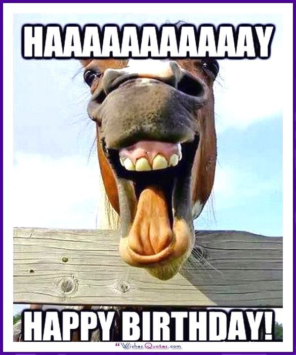 Alles Gute Zum Geburtstag Memes Mit Lustigen Katzen Hunden Und