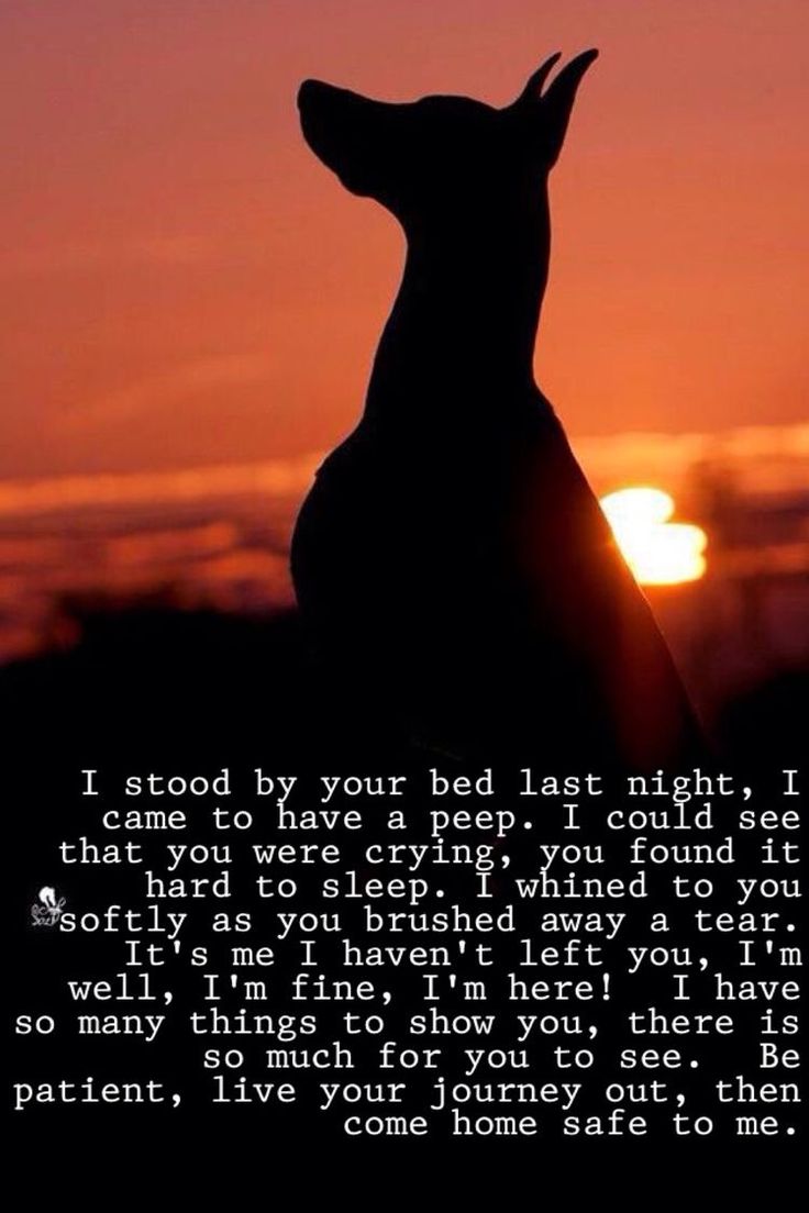 I Stood By Your Bed Dog Poems Miss My Dog Pet Remembrance i-stood-by-your-bed-dog-poems-miss-my-dog-pet-remembrance