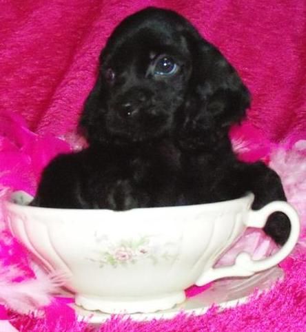cocker spaniel puppies for sale in missouri best 25 cocker spaniel puppies ideas on cocker spaniel spaniel puppies cocker spaniel puppies for sale in missouri best 25 cocker spaniel puppies ideas on cocker spaniel spaniel puppies