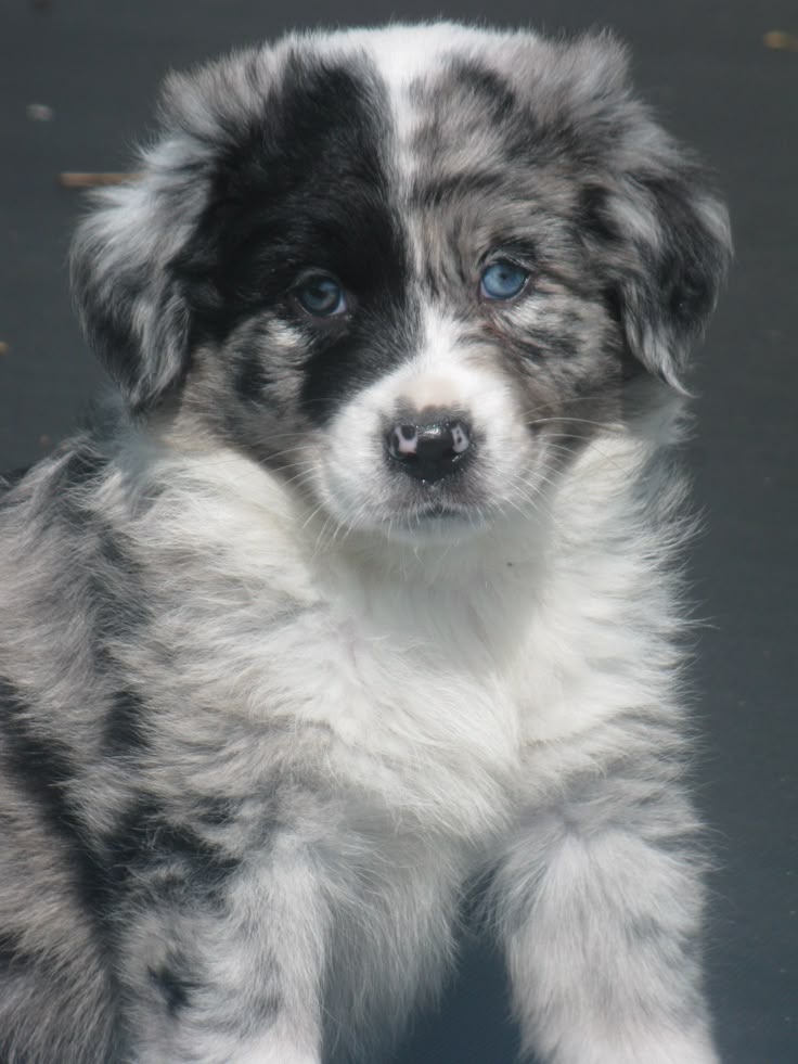 what does a australian shepherd look like the 25 best blue eyed dog ideas on pinterest fluffy dogs cute what does a australian shepherd look like the 25 best blue eyed dog ideas on pinterest fluffy dogs cute
