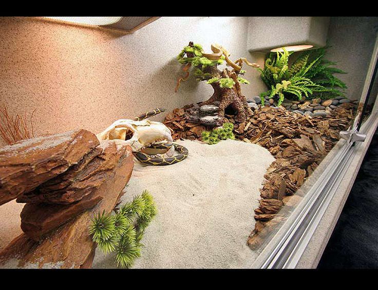 Enclosure For Keeping Animals Or Reptiles Usually Glass Enclosure For Keeping Animals Or Reptiles Usually Glass