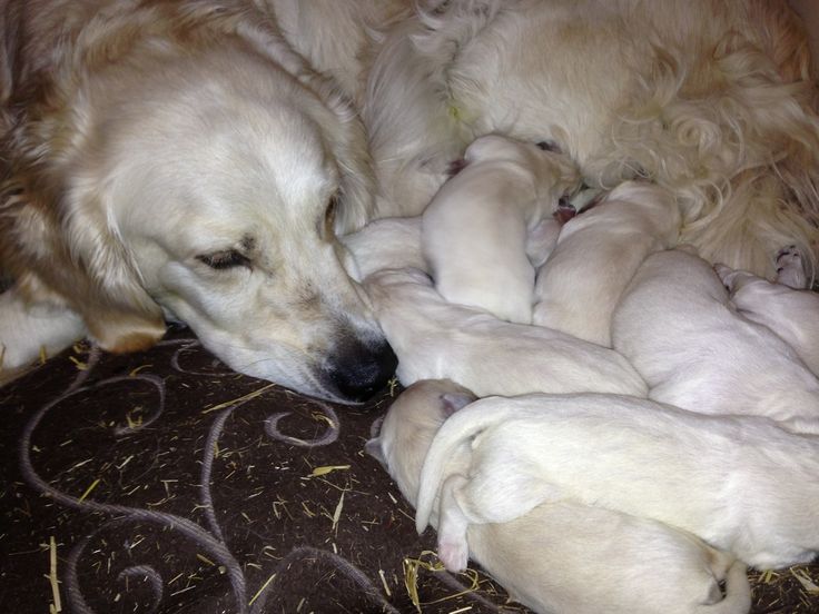 white golden retriever puppies price the 25 best white golden retrievers ideas on golden retriever white golden retriever puppies price the 25 best white golden retrievers ideas on golden retriever