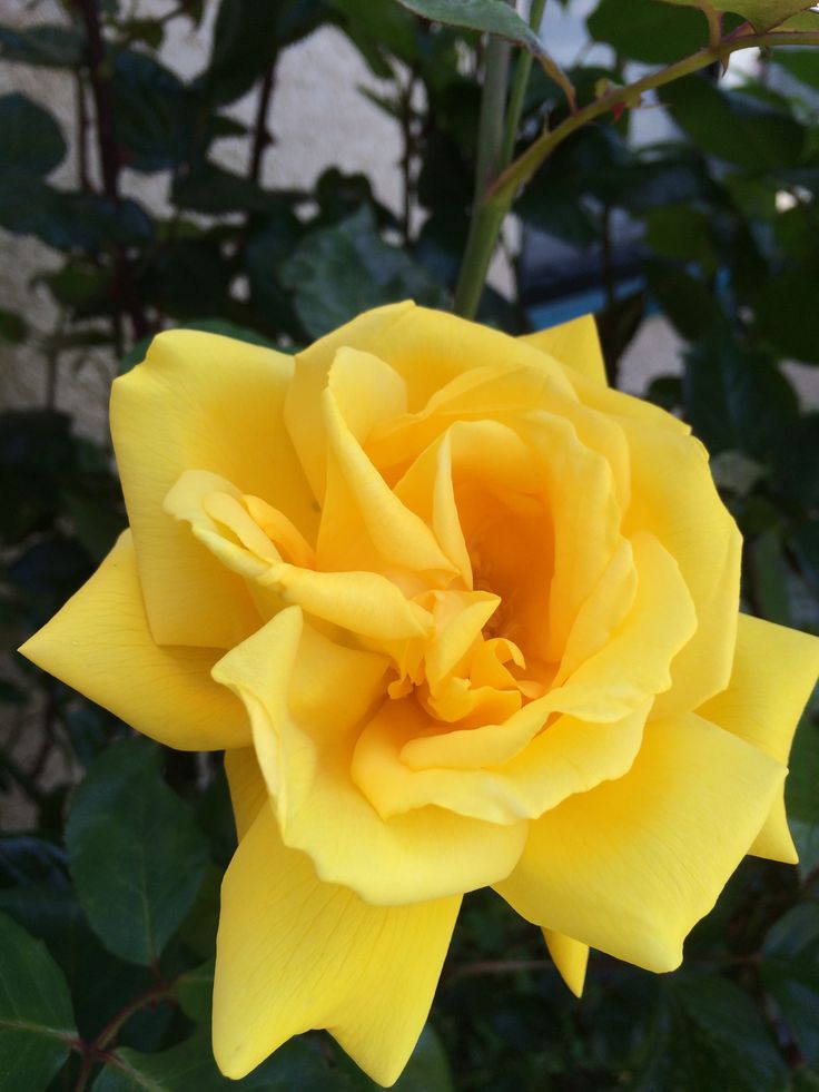 Radiant Perfume Rose Flowers Rose Plants Radiant Perfume Rose Flowers Rose Plants