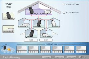 Screenshot of Mouse Genetics (One Trait) Gizmo | Genetics, Traits, Gizmo