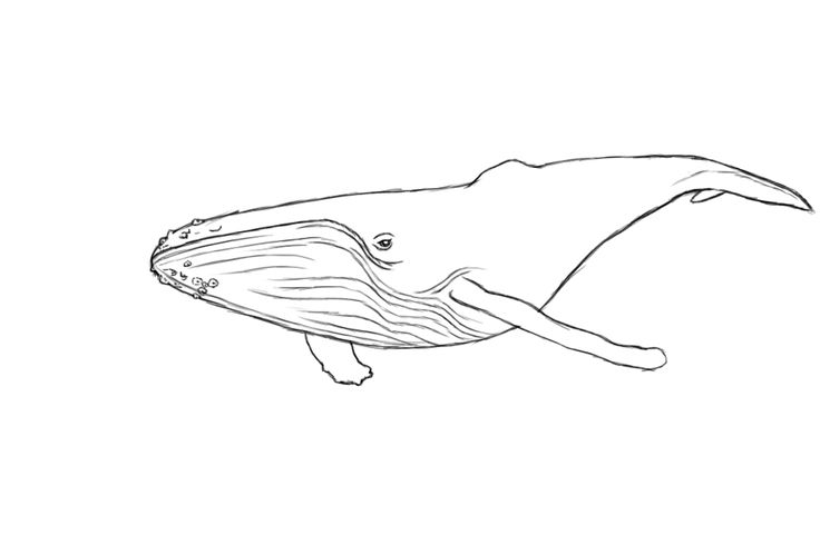 humpback whale research paper Southern coast of oman is important habitat for endangered arabian sea humpback whale in a paper published who now heads the large whale research team. humpback whale research paper Southern coast of oman is important habitat for endangered arabian sea humpback whale in a paper published who now heads the large whale research team.