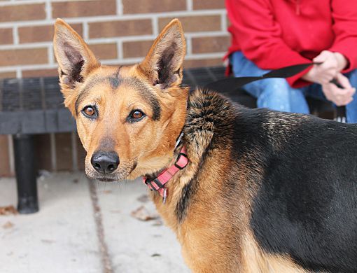 Jackson Mi German Shepherd Dog Meet Zeppelin A Pet For