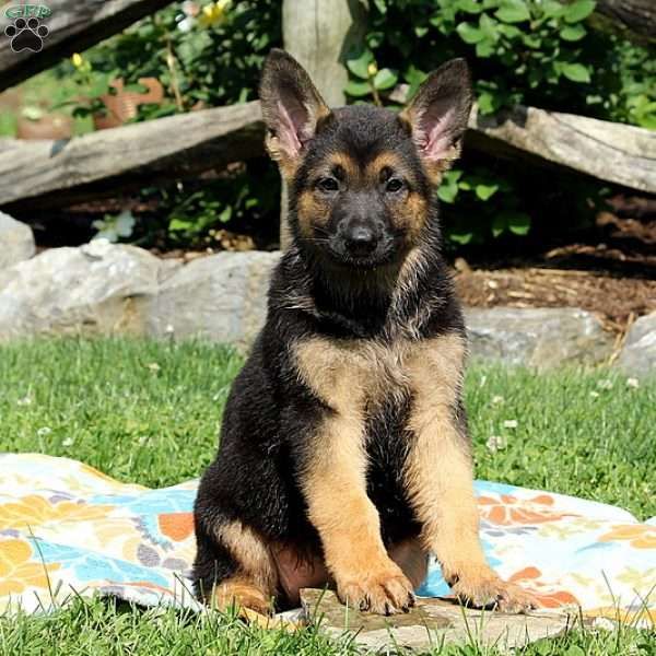 Ziva German Shepherd Puppy For Sale In Pennsylvania German