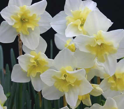 144 Best Flowers Love Those Images On Pinterest Narcissus Bella Estrella Good Namesflower Farmwhite