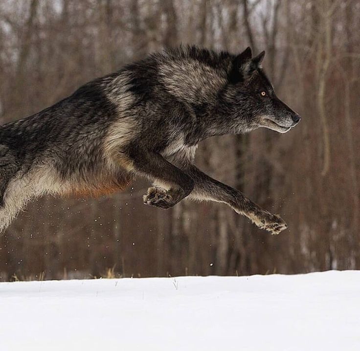 White Wolf : 19 Stunning Photos Of Impressive Wolf Jumps Wolf running, Wolf pose