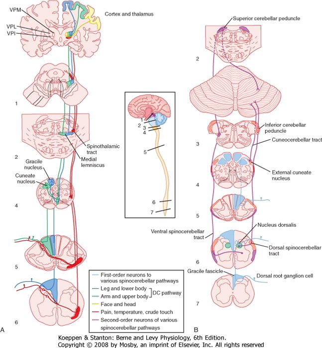 13 best medical images on Pinterest Med school, Medical and - sample medical librarian resume 13 best medical images on Pinterest Med school, Medical and - sample medical librarian resume