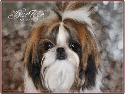 bartoes shih tzu 11 best bartoes shih tzu images on shih tzu pup and puppies bartoes shih tzu 11 best bartoes shih tzu images on shih tzu pup and puppies