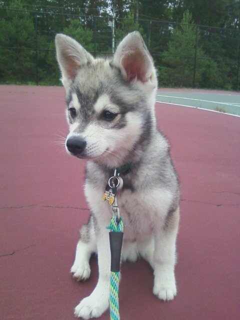 Mini Corgi Puppies For Sale >> Best 25+ Pomsky ideas on Pinterest | Pomsky puppies, Husky pomeranian mix and Pomeranian husky ... Mini Corgi Puppies For Sale >> Best 25+ Pomsky ideas on Pinterest | Pomsky puppies, Husky pomeranian mix and Pomeranian husky ...