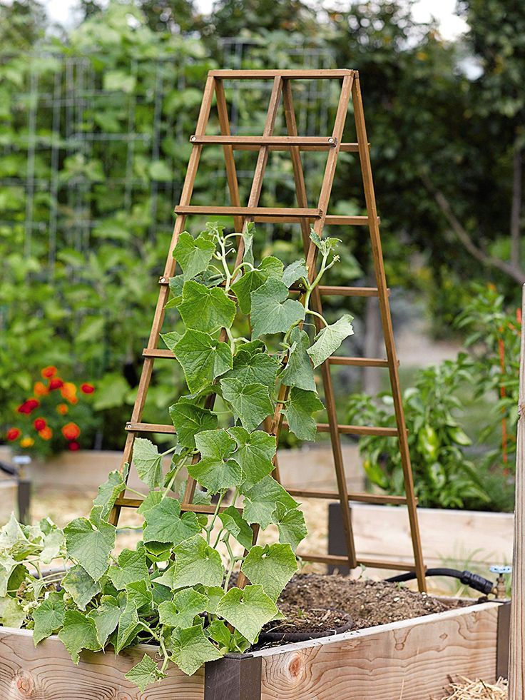 Creating A Landscape With No Grass Included | Diy garden trellis