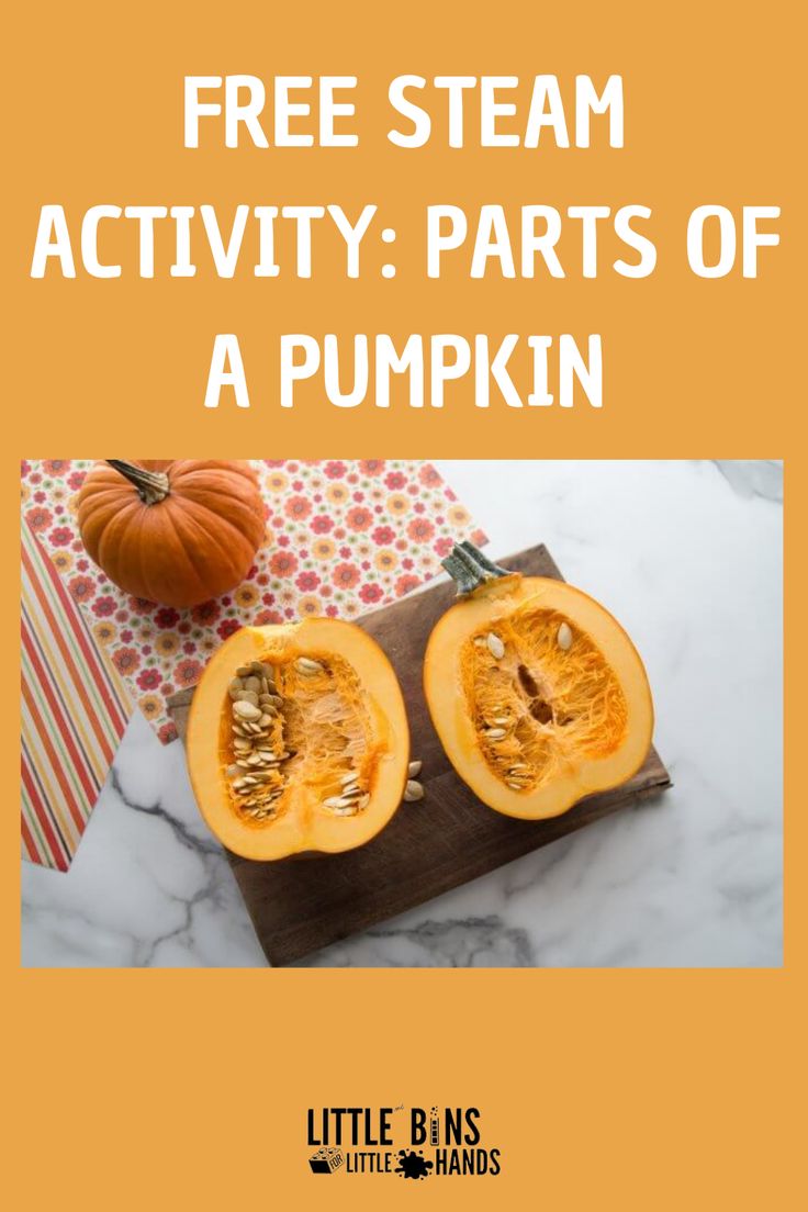 Learn about the parts of a pumpkin with this fun pumpkin labelled