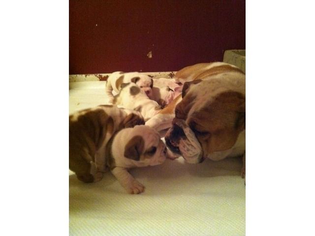 Solicitous English Bulldog Puppies For Sale Great Discount