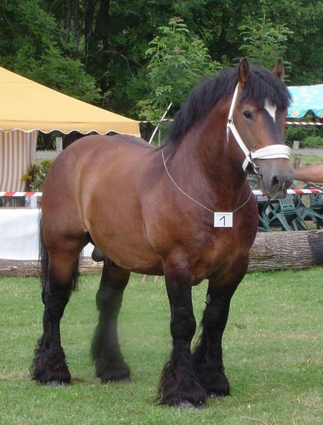 Vyatka stallion Sobor. Vyatka is a very old breed that originates either from Ta