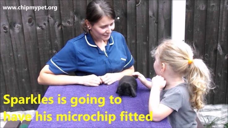 Dog Grooming Courses Doncaster Dog Grooming Courses Doncaster