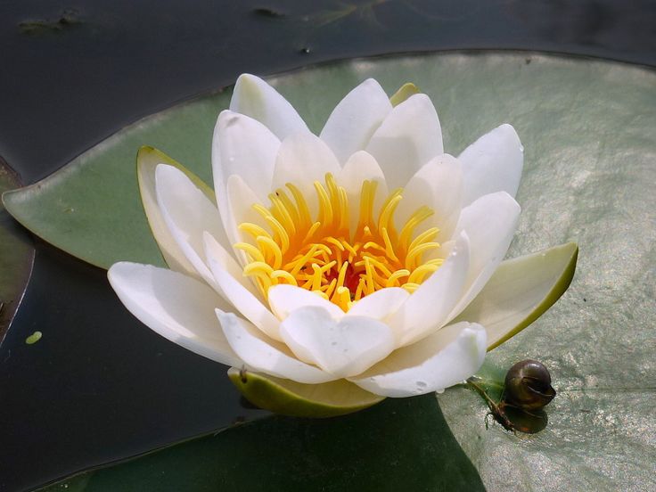 Кувшинка-нимфея Pygmaea Alba (АЛЬБА) (Белая) Водная ЛИЛИЯ